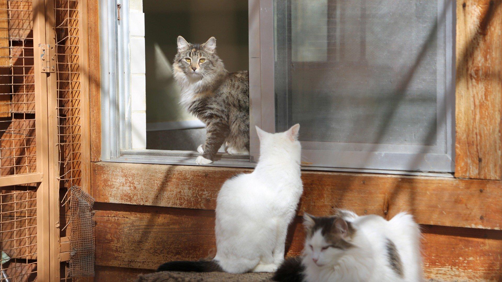 Expedition Bigfoot: Cats in Isolation
