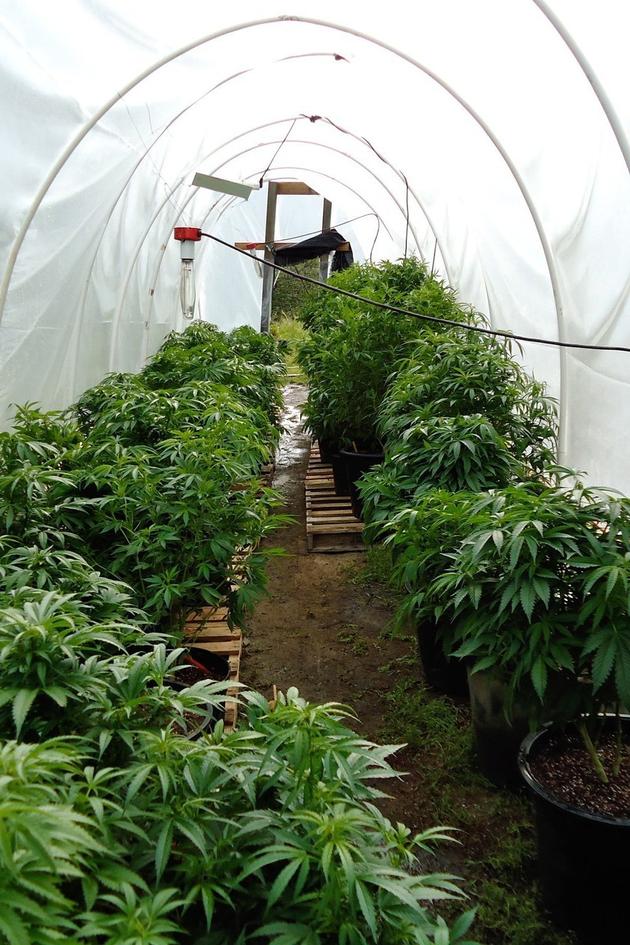 Marijuana: A Chronic History