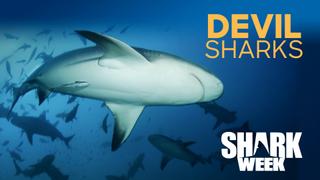 Devil Sharks