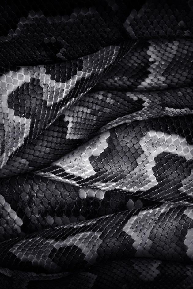 Man-Eating Python