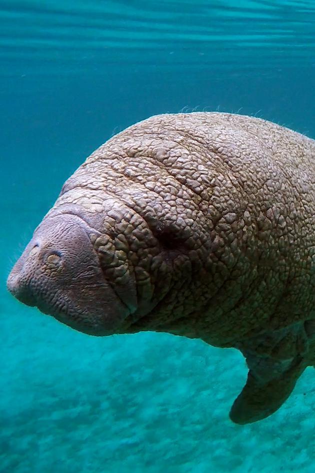Animal Senses