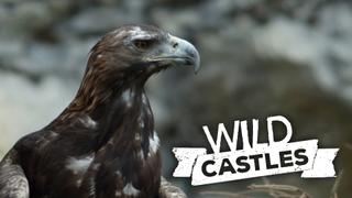 Wild Castles