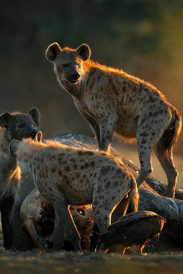 Inside the Pack
