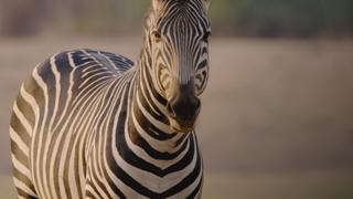 Emerald Season Emerald Season