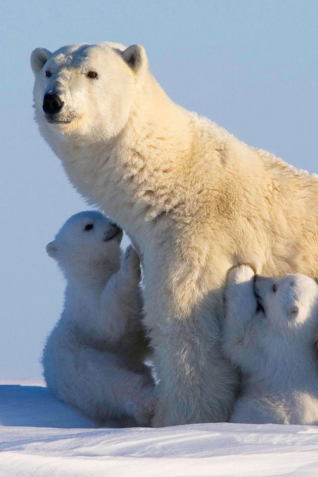 Polar World