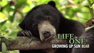Life Is One: Growing Up Sun Bear