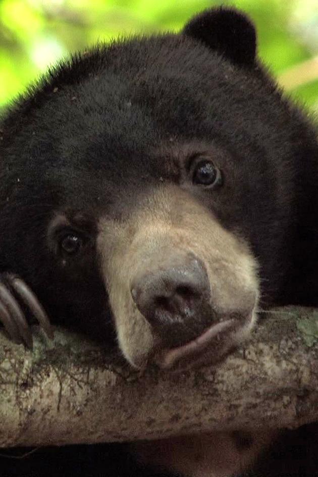 Life Is One: Growing Up Sun Bear