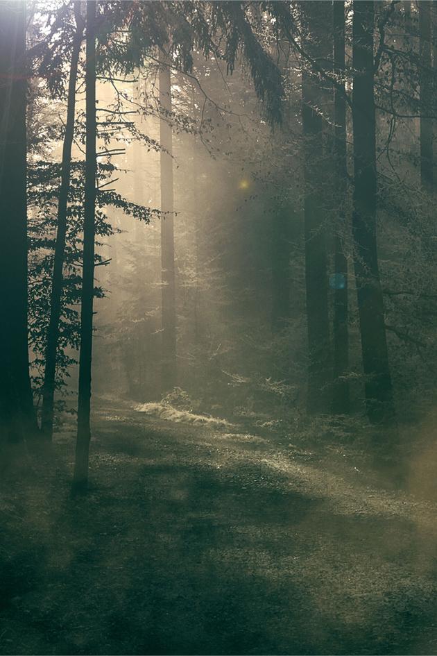 These Woods Are Haunted