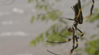 After the Rains After the Rains