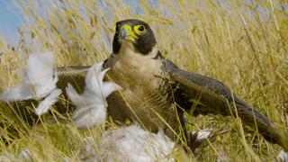 The Great Divide The Great Divide