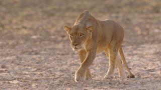 Dying for Rain Dying for Rain