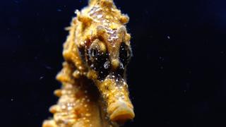Macro Mozambique