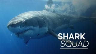 Shark Squad