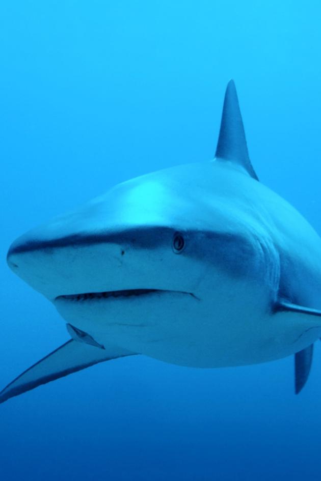 Shark Squad