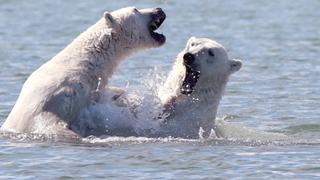 Bears vs. Belugas