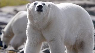 The Search for Big Bear