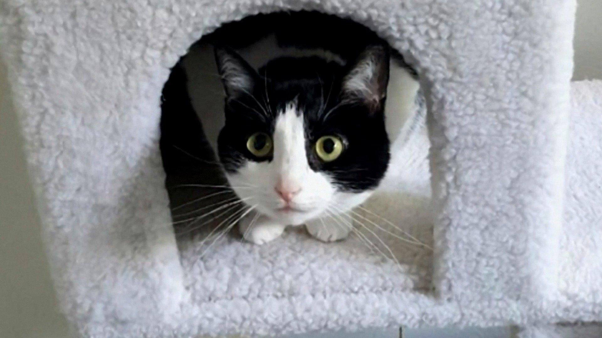 Animal Cribs Condo Cat Creation