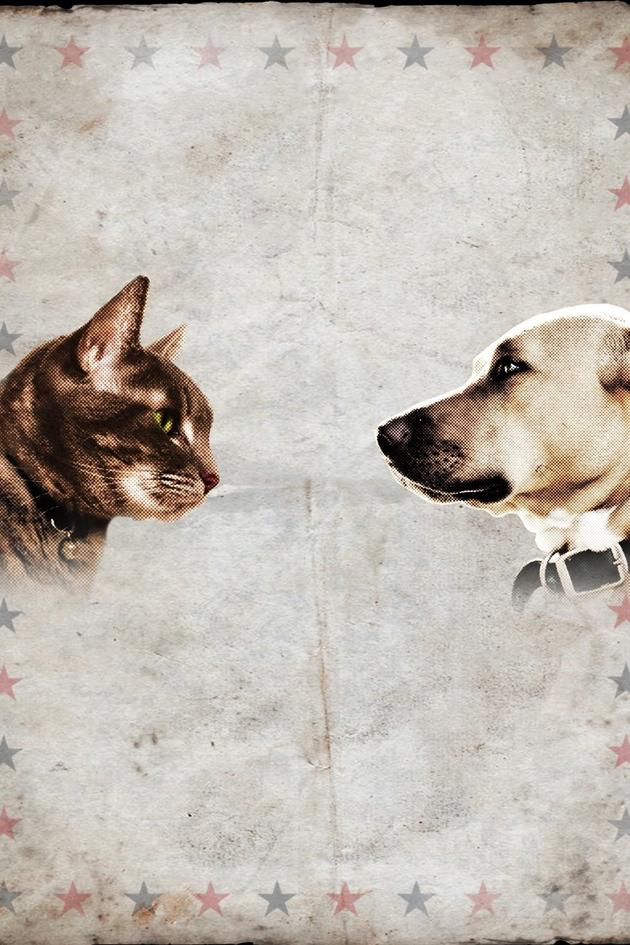 Cat vs. Dog