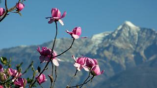 Ticino