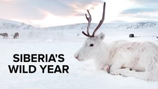 Siberia's Wild Year
