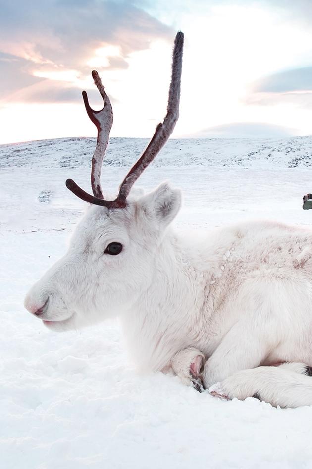 Siberia's Wild Year