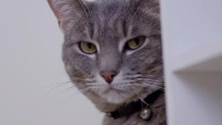 My Daughter's Cat Is A Bully!