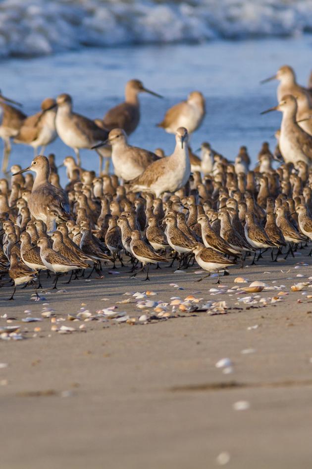 Panama's Animal Highway