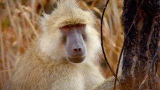 Zambia's Peaceful Primates