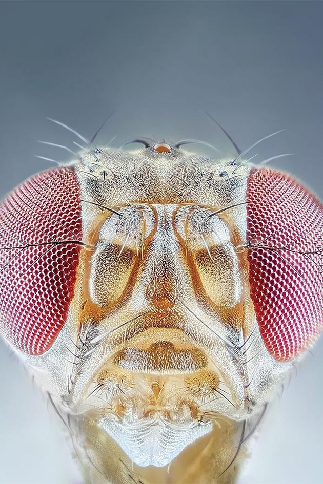 Macro Worlds