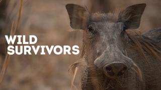 Wild Survivors