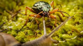 God's Darling: Beetles