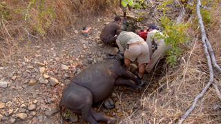 Operation Rhino