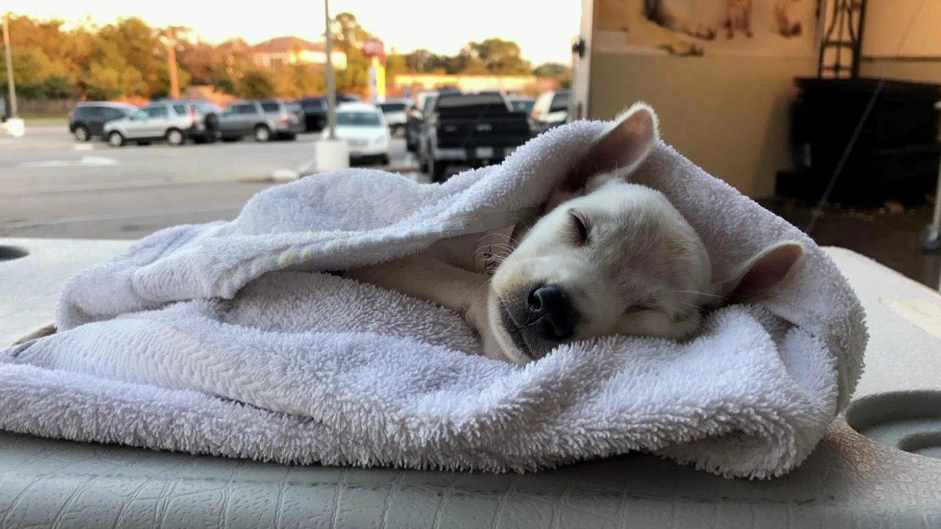 The Vet Life Hurricane Harvey Special