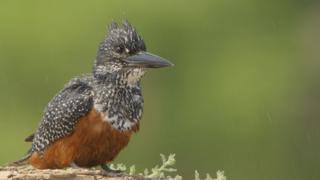The Valley of the Birds