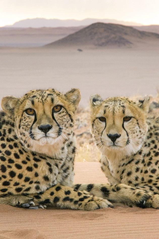 Big Cats