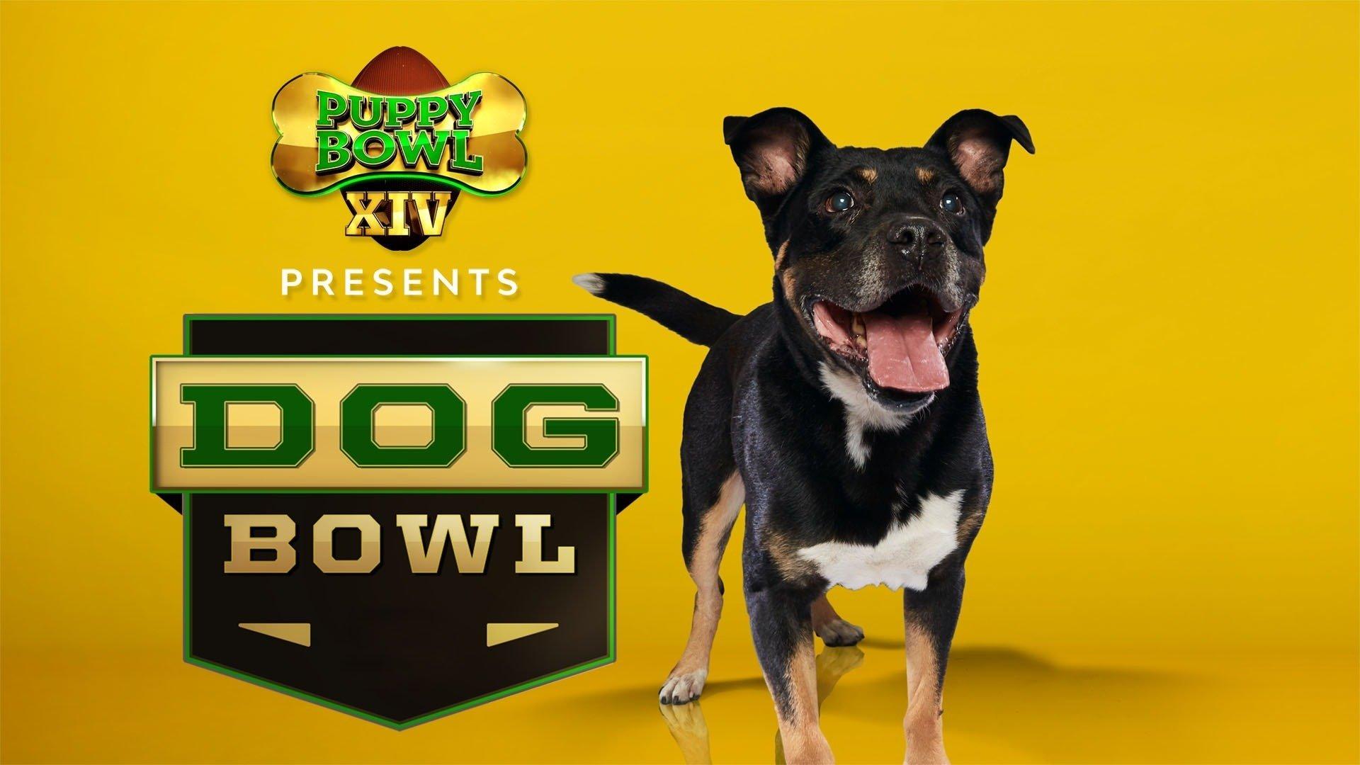 puppy bowl presents the dog bowl