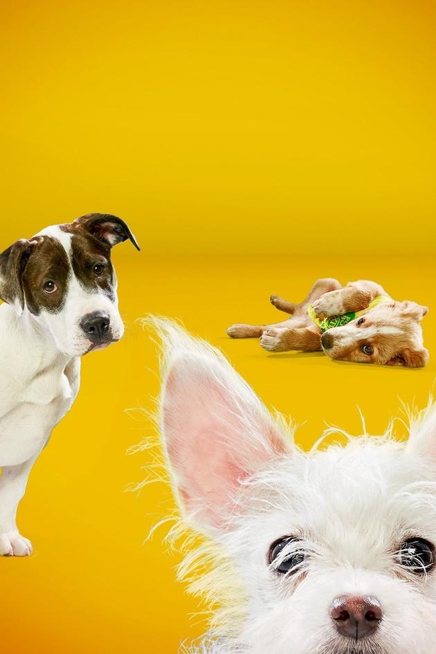 Puppy Bowl XIV Pre-game Show