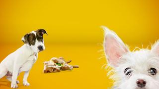 Puppy Bowl XIV Sports Report