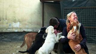 Pen and the Dogs of War