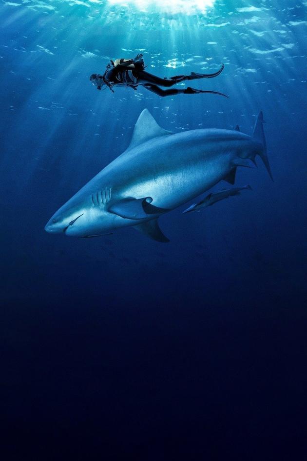 Of Shark and Man