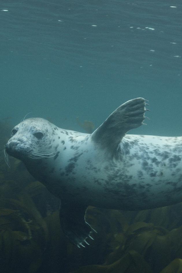 Grey seals: a journey of survival