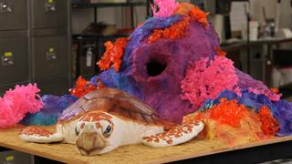 Turtle Rescue, Roller Derby and Treasure Hunt