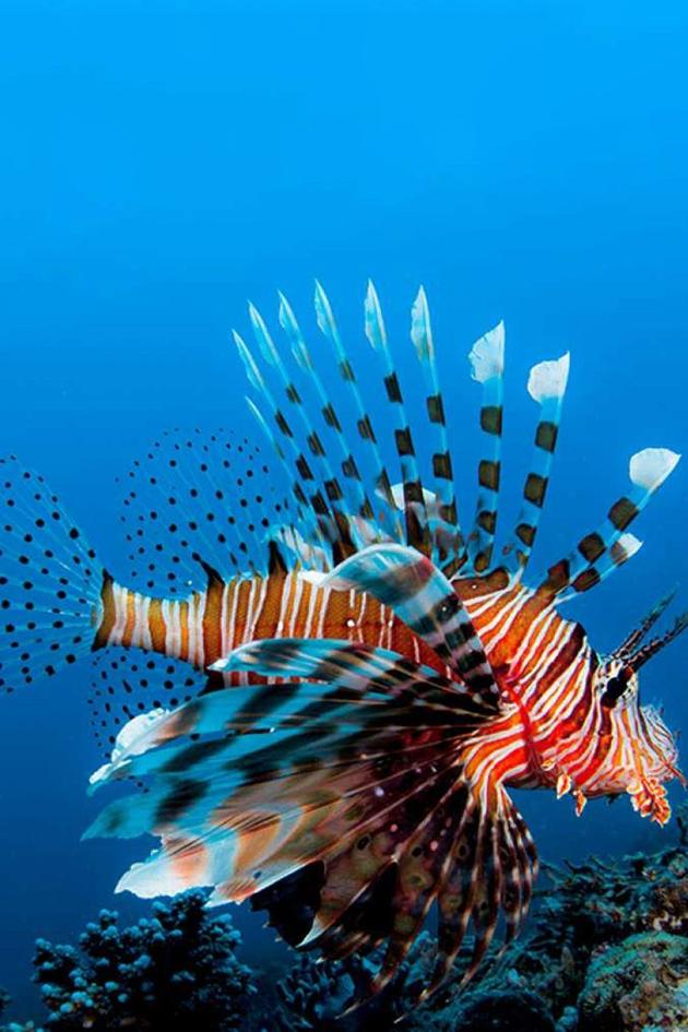 Lionfish: The New Pirates of the Caribbean