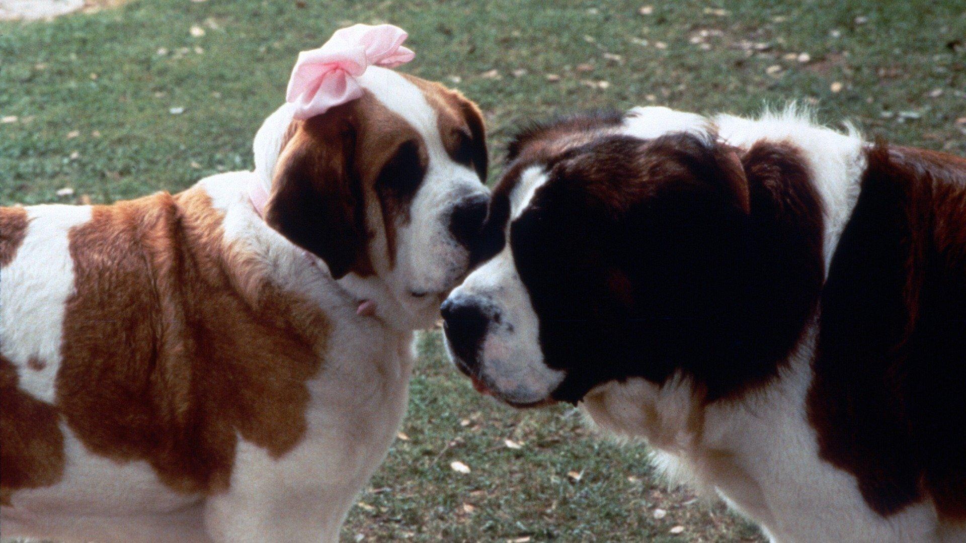 Бетховен фильм 1992. Бетховен 2 фильм 1993. Бетховен постер. Сара роуз карр бетховен 2. Сенбернар фильм бетховен.