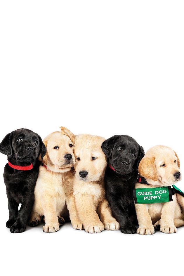 Pick of the Litter