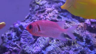 Howie Mandel's Surprise Tank