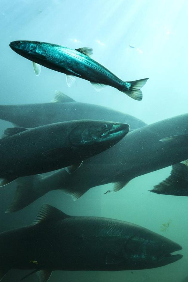 Atlantic Salmon: Lost at Sea