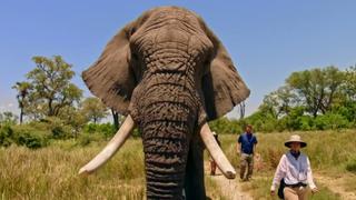 Derrick's Elephant Challenge