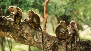 The Monkey Diaries