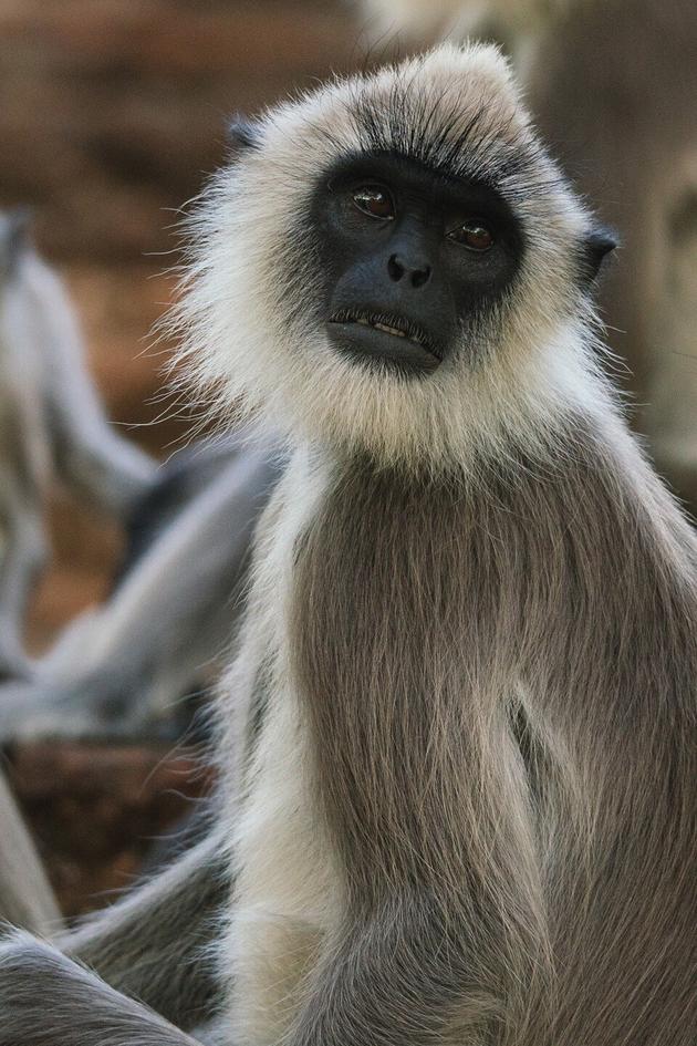 Monkey Island